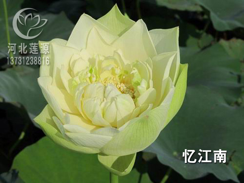 荷花種植圖片/荷花種植樣板圖 (3)