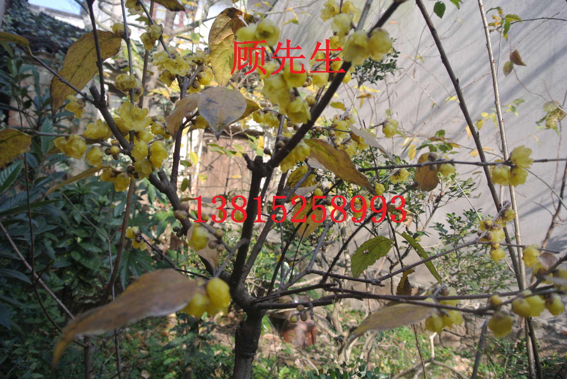 別墅庭院景觀綠化設計施工圖片