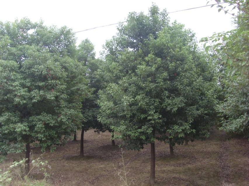 香樟树多少钱一棵、香樟种植基地批发价格|、供应8-12公分香樟树全国发货【卫岑娣园艺场】图片