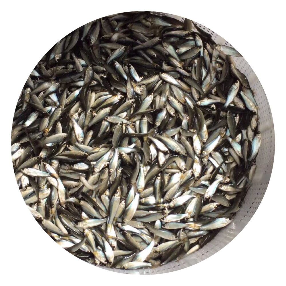 鯪魚圖片/鯪魚樣板圖 (4)