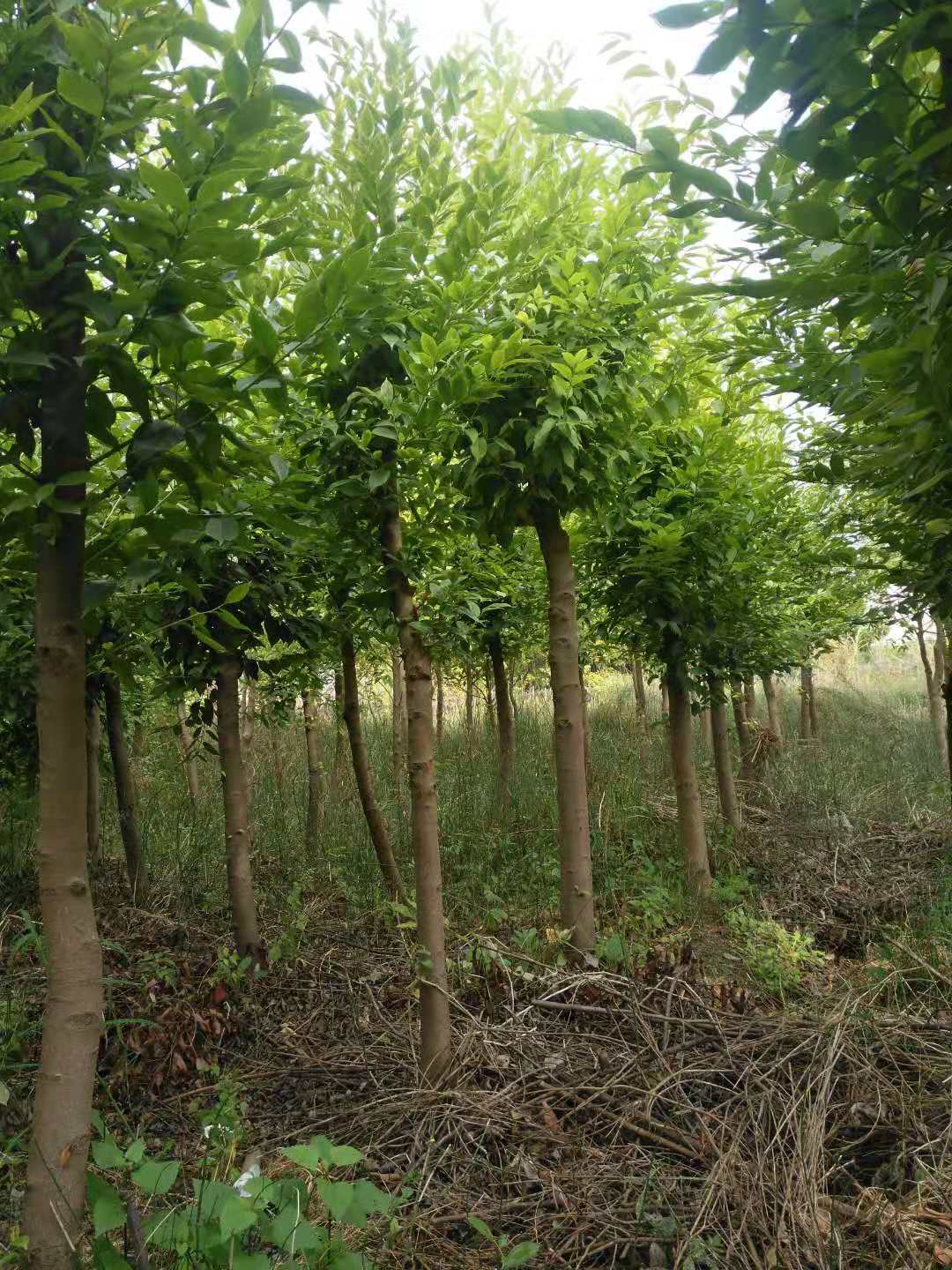果茶圖片/果茶樣板圖 (4)