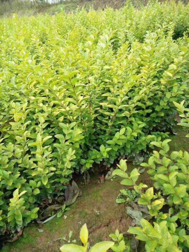 業(yè)供應(yīng)綠化占地苗木品種多.價格低圖片/業(yè)供應(yīng)綠化占地苗木品種多.價格低樣板圖 (1)