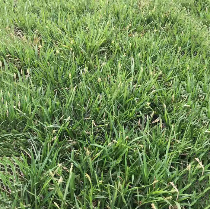 崂峪苔草 多年种植经验 基地直销