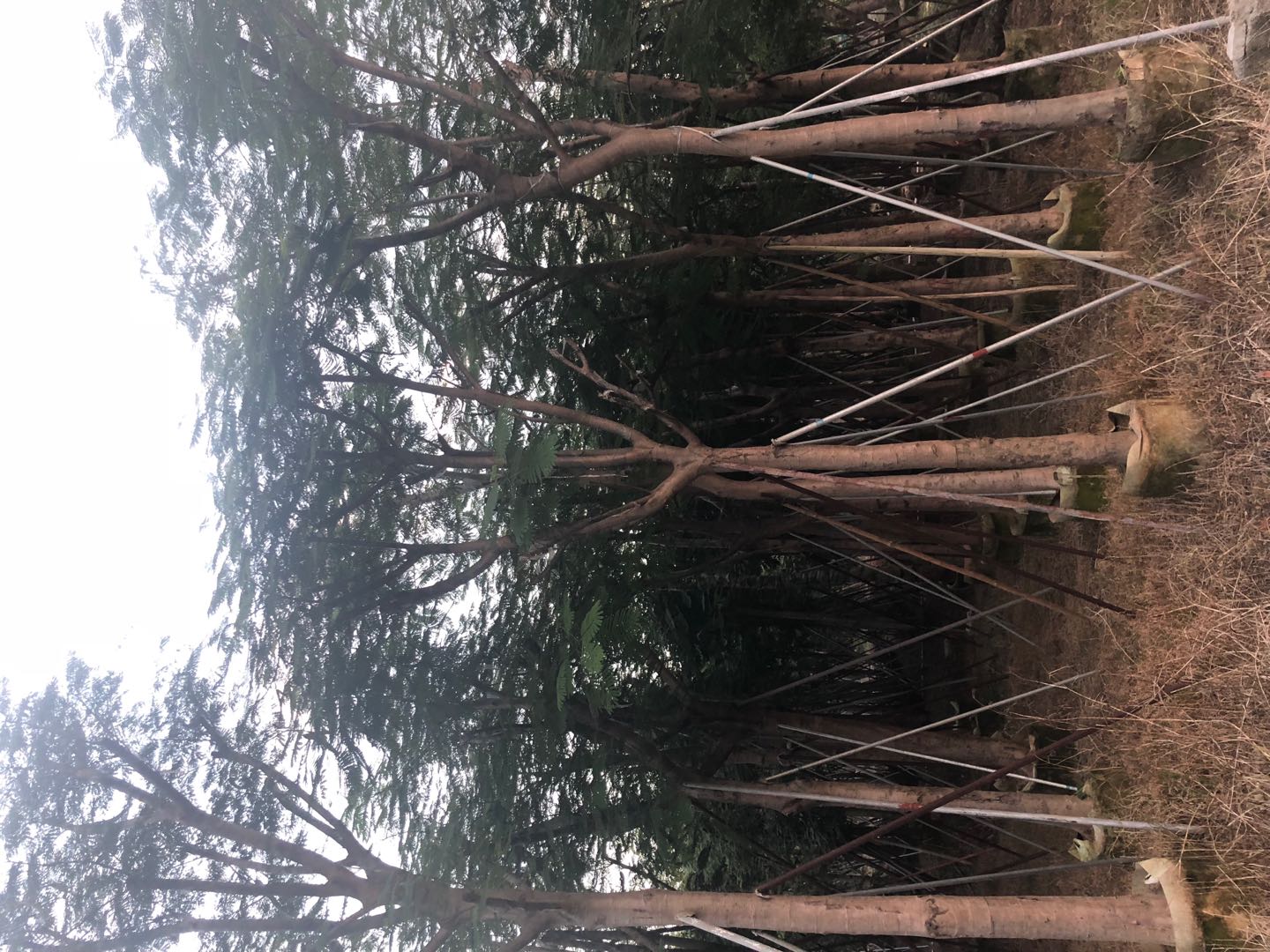 鳳凰木圖片/鳳凰木樣板圖 (2)