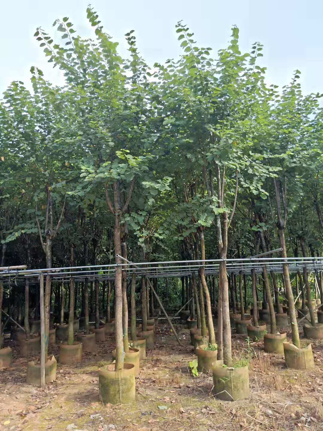 宮粉紫荊圖片/宮粉紫荊樣板圖 (4)
