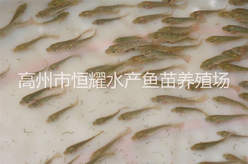 供應(yīng)羅非魚苗白鯧魚苗黃骨魚苗圖片