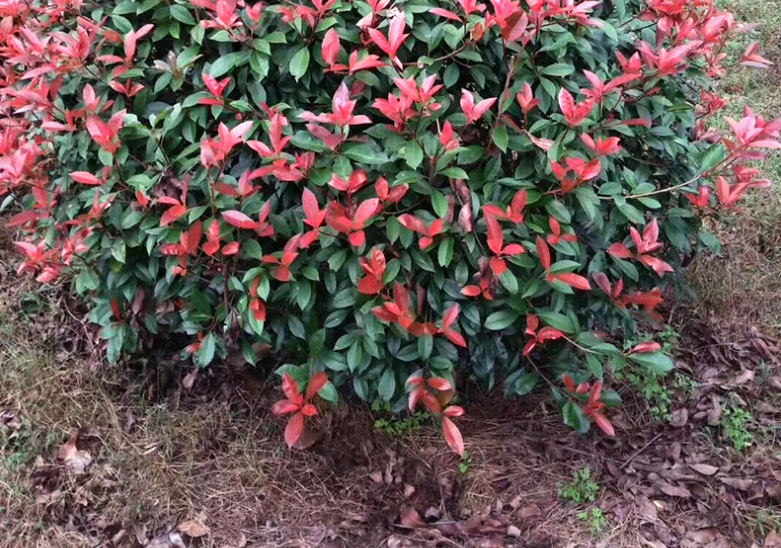 紅葉石楠圖片/紅葉石楠樣板圖 (3)