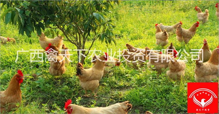 三黃雞圖片/三黃雞樣板圖 (3)