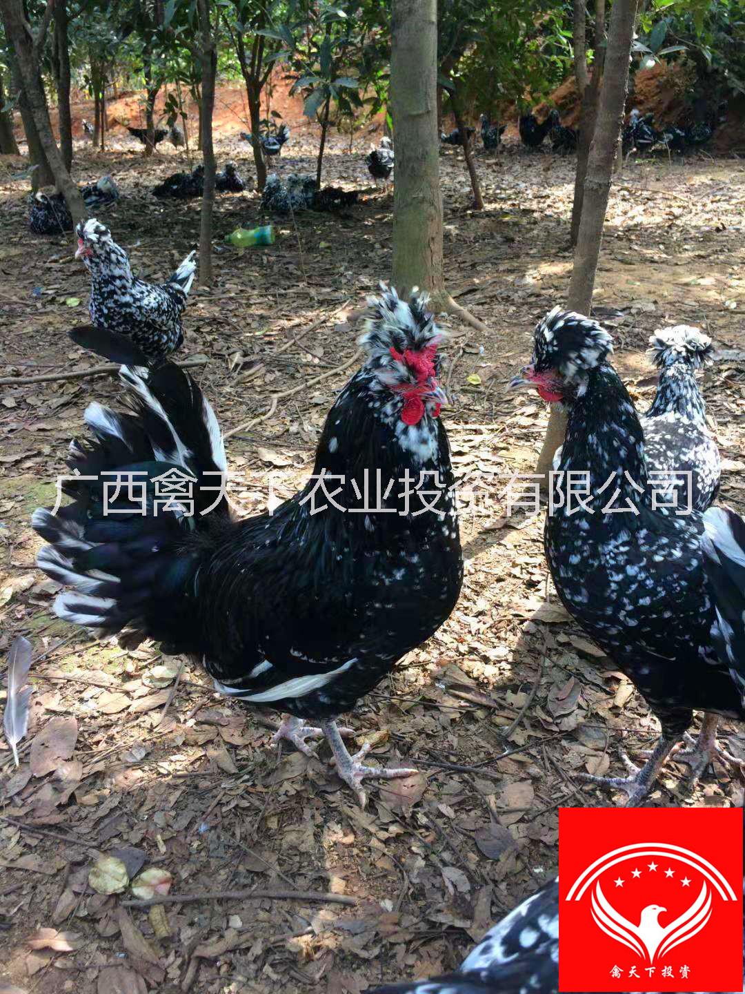 貴妃雞圖片/貴妃雞樣板圖 (1)