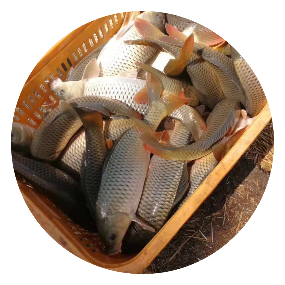 鯉魚苗圖片/鯉魚苗樣板圖 (2)