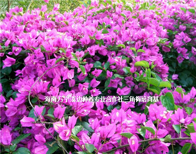 海南三角梅基地圖片/海南三角梅基地樣板圖 (2)