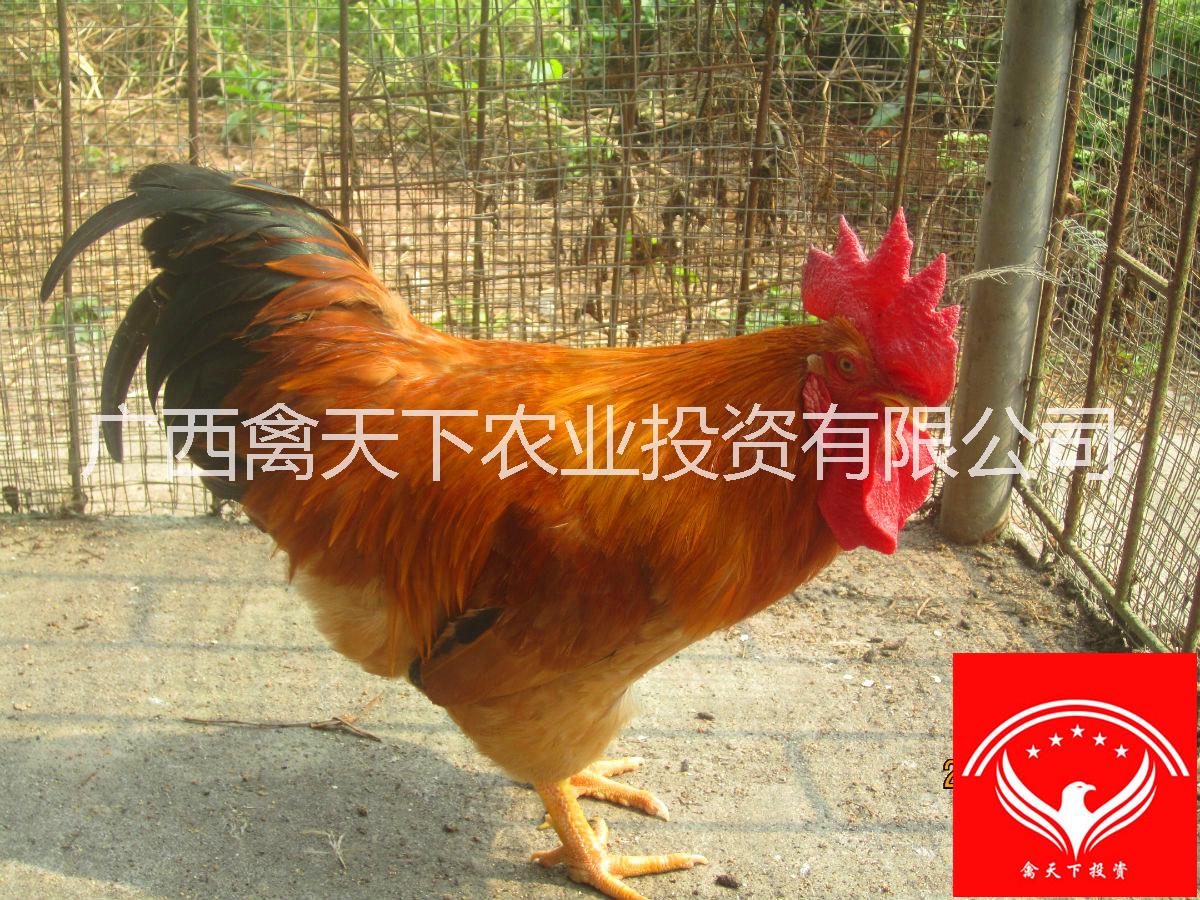 三黃雞圖片/三黃雞樣板圖 (2)