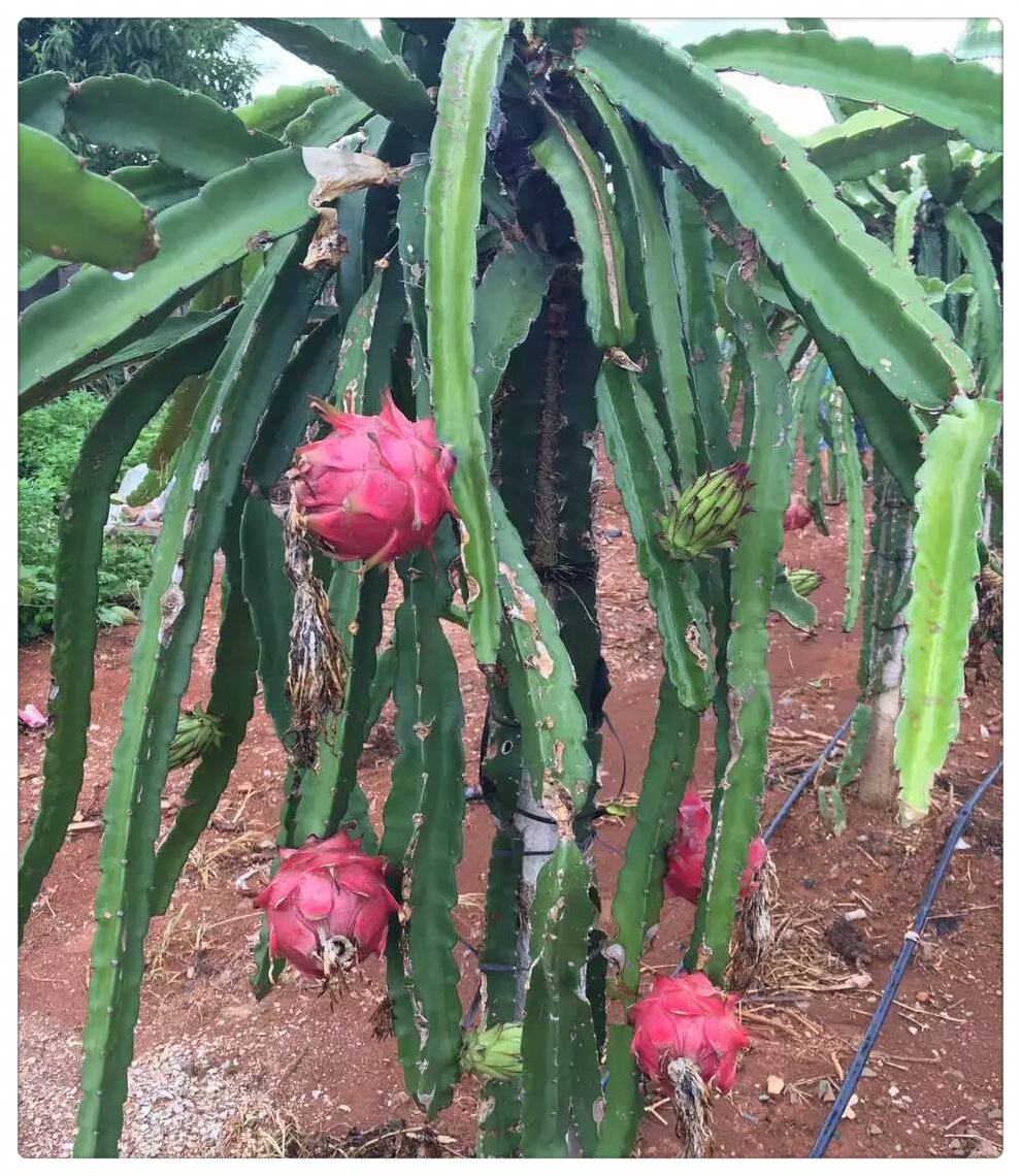 紅心火龍果圖片/紅心火龍果樣板圖 (4)