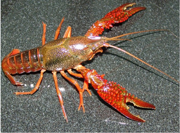 信譽保證圖片/信譽保證樣板圖 (2)