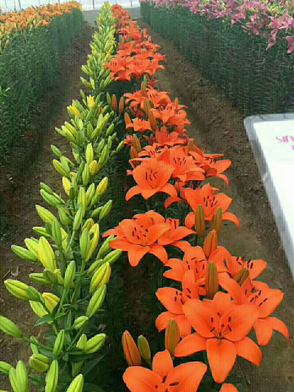 百合花 百合花，葡萄苗，龍豐果苗