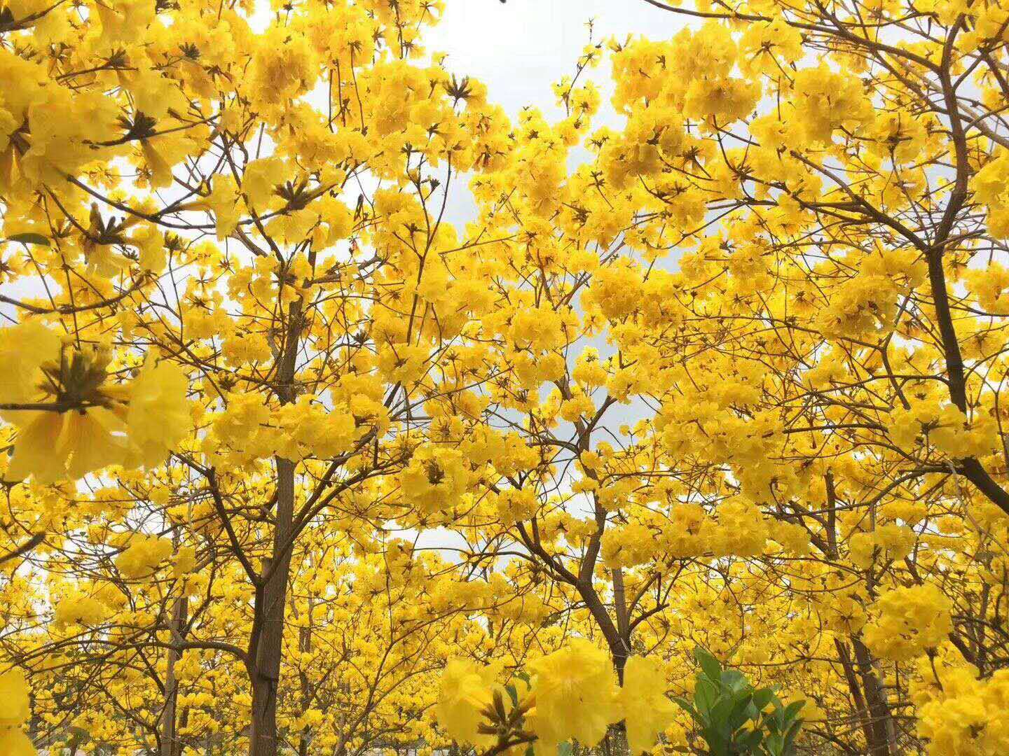 黃花風(fēng)鈴木圖片/黃花風(fēng)鈴木樣板圖 (2)