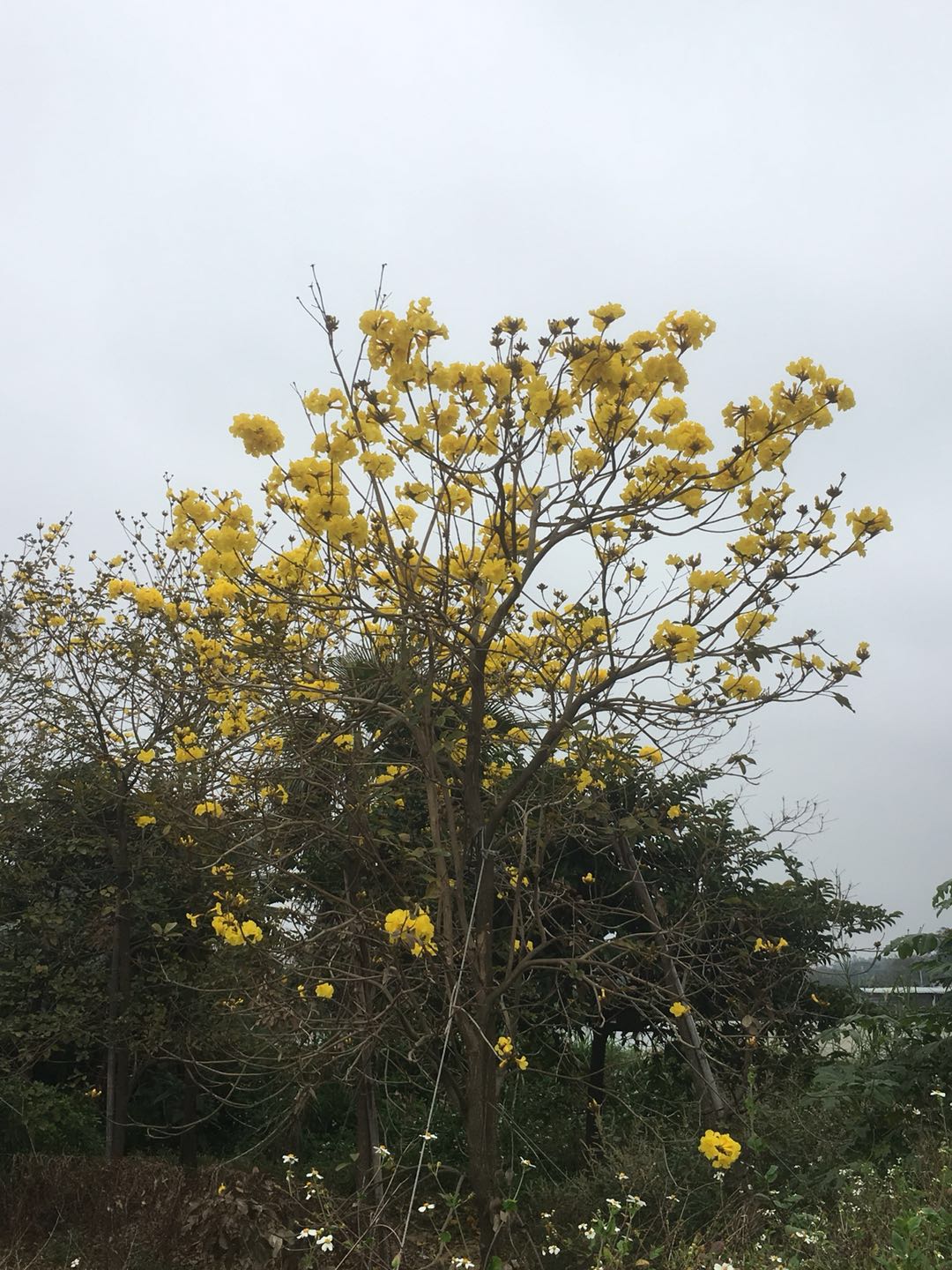 黃花風(fēng)鈴木圖片/黃花風(fēng)鈴木樣板圖 (1)