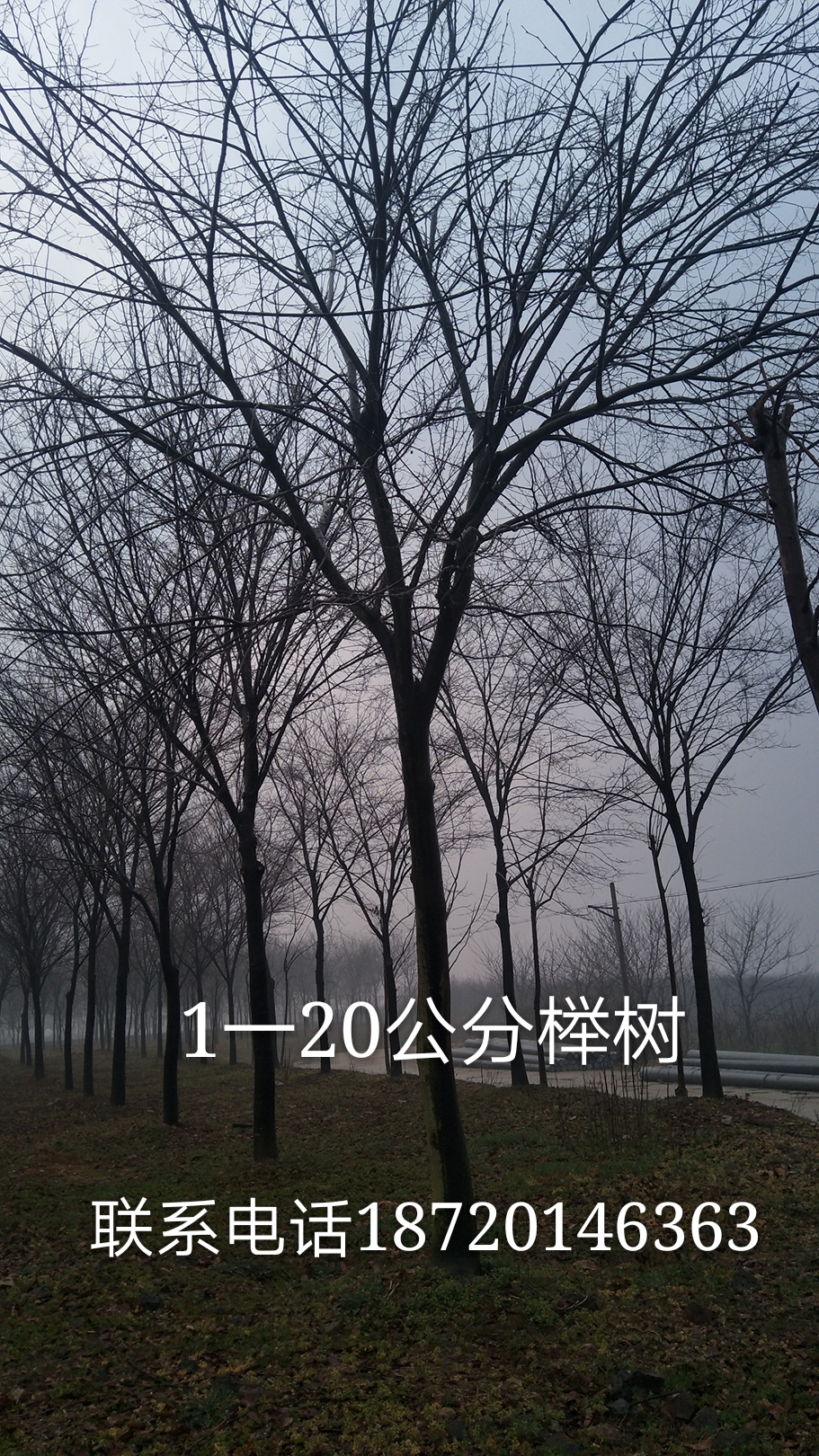 江西櫸樹種植|江西櫸樹苗|江西櫸樹批發(fā)價格