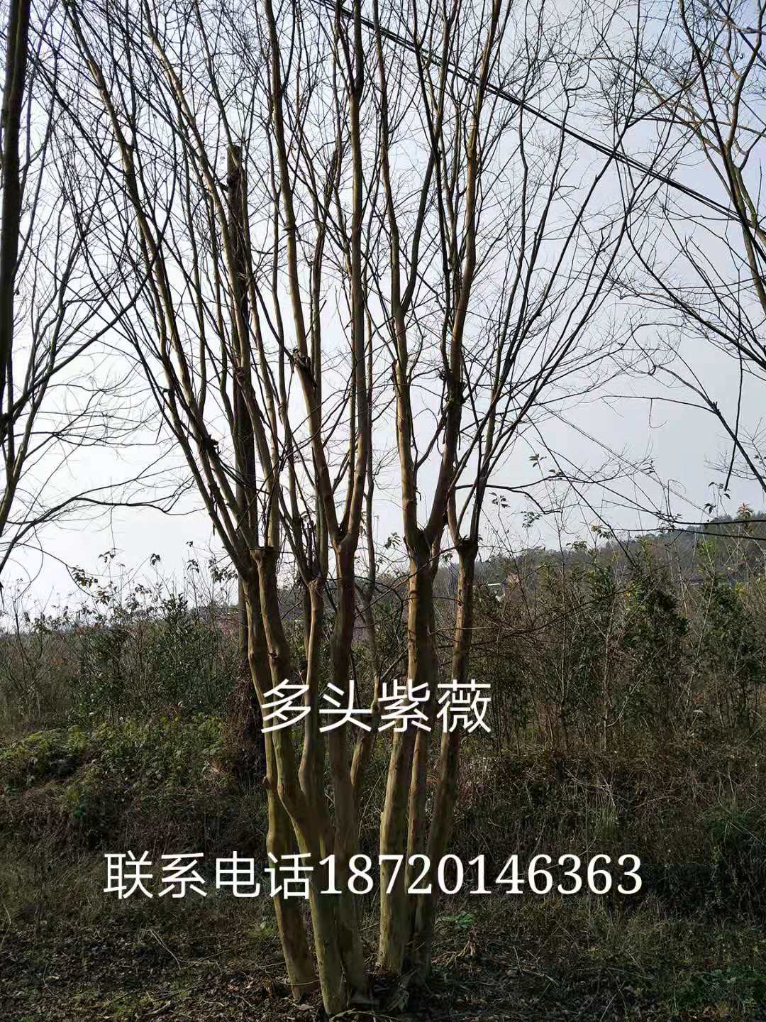 江西紫薇圖片/江西紫薇樣板圖 (2)