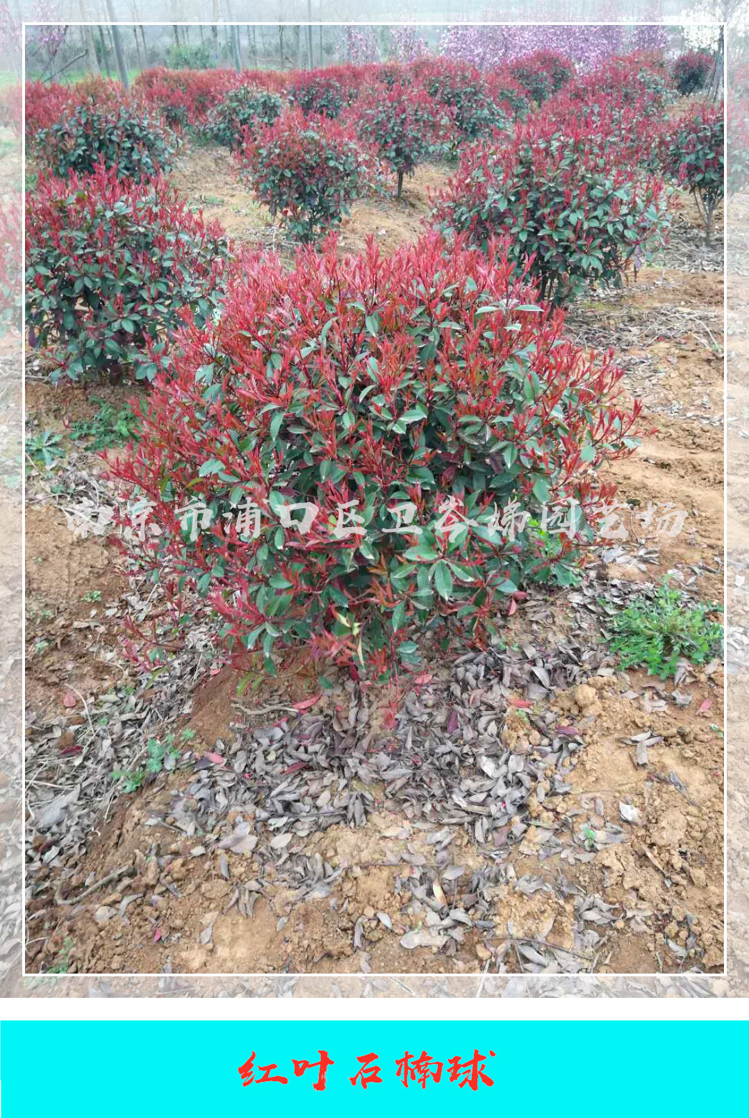 江蘇南京紅葉石楠球種植基地，江蘇南京紅葉石楠球報(bào)價(jià)/價(jià)格，江蘇南京紅葉石楠球供應(yīng)商