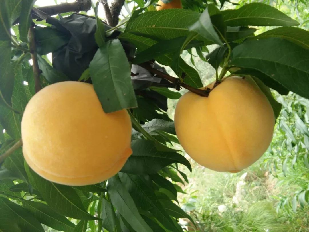 桃醉天下之炎陵黃桃