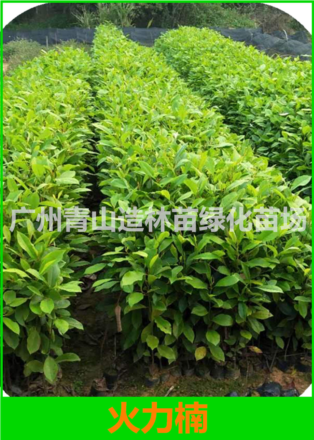 火力楠樹苗圖片/火力楠樹苗樣板圖 (3)