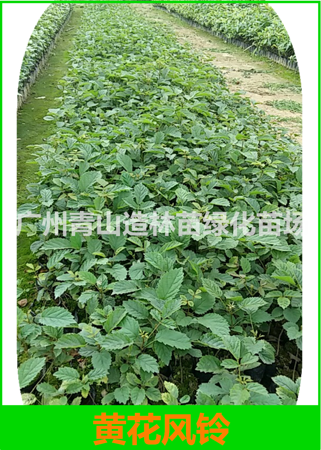 黃花風(fēng)鈴圖片