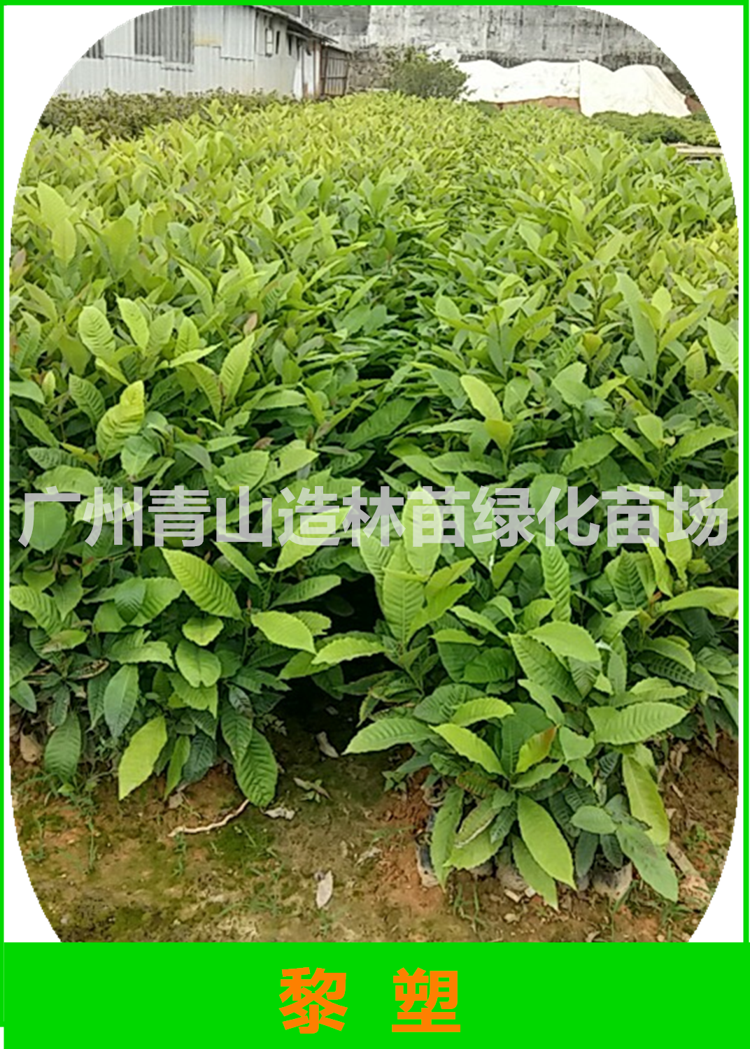 廣州黎塑苗基地直銷(xiāo)，廣州黎塑苗供應(yīng)商，廣州黎塑苗批發(fā)價(jià)，廣州黎塑苗苗圃