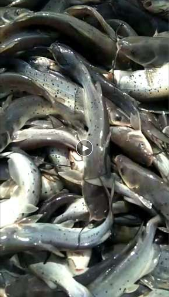 叉尾鮰魚苗 叉尾鮰魚苗價(jià)格  叉尾鮰魚苗公司  叉尾鮰魚苗供應(yīng)商 叉尾鮰魚苗批發(fā)價(jià) 重慶叉尾鮰魚苗