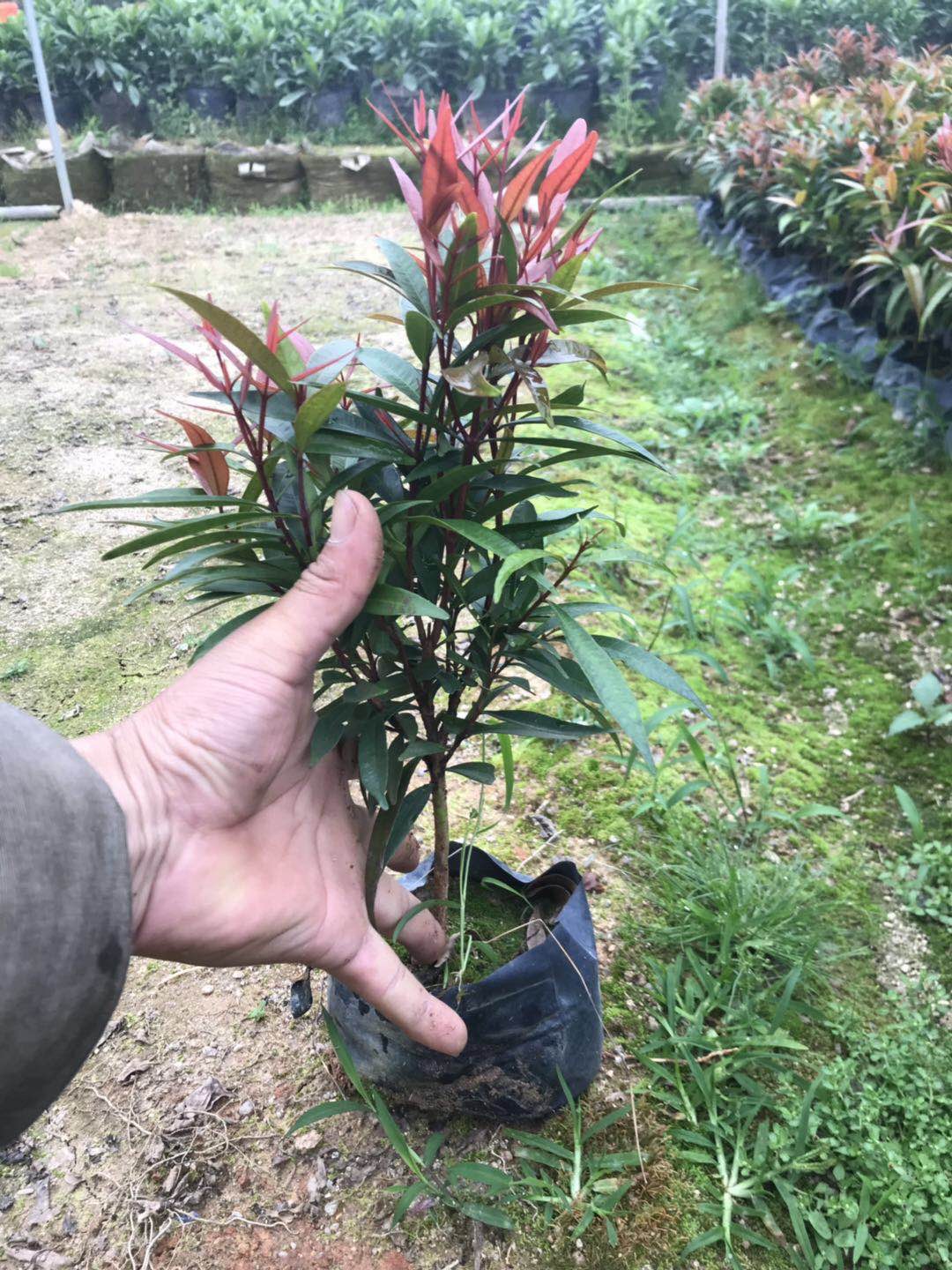 紅車袋苗圖片/紅車袋苗樣板圖 (2)