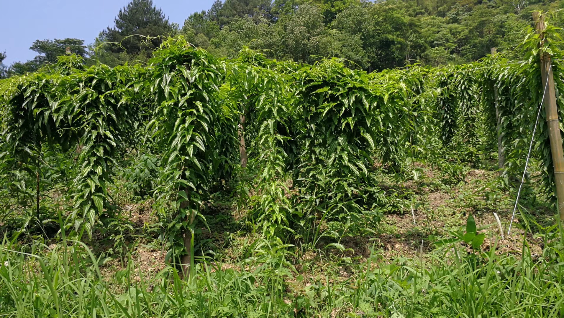 四川百部高产种植百部种苗