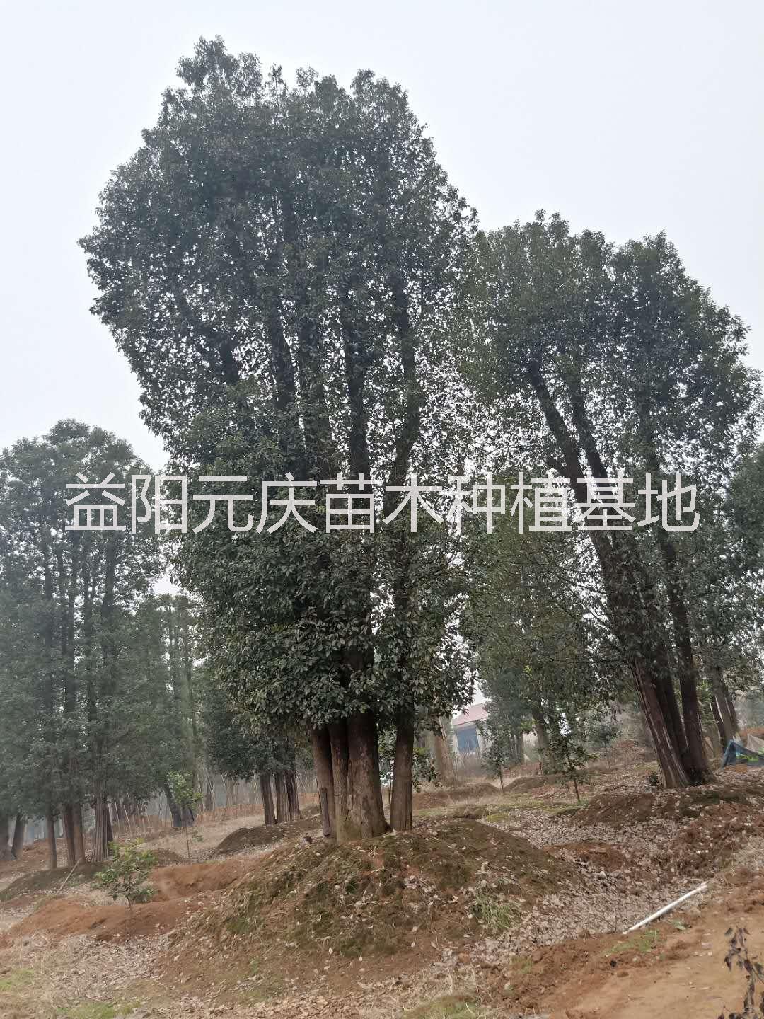 移栽丛生香樟 -丛生香樟价格-益阳丛生香樟苗圃-益阳丛生香樟基地图片