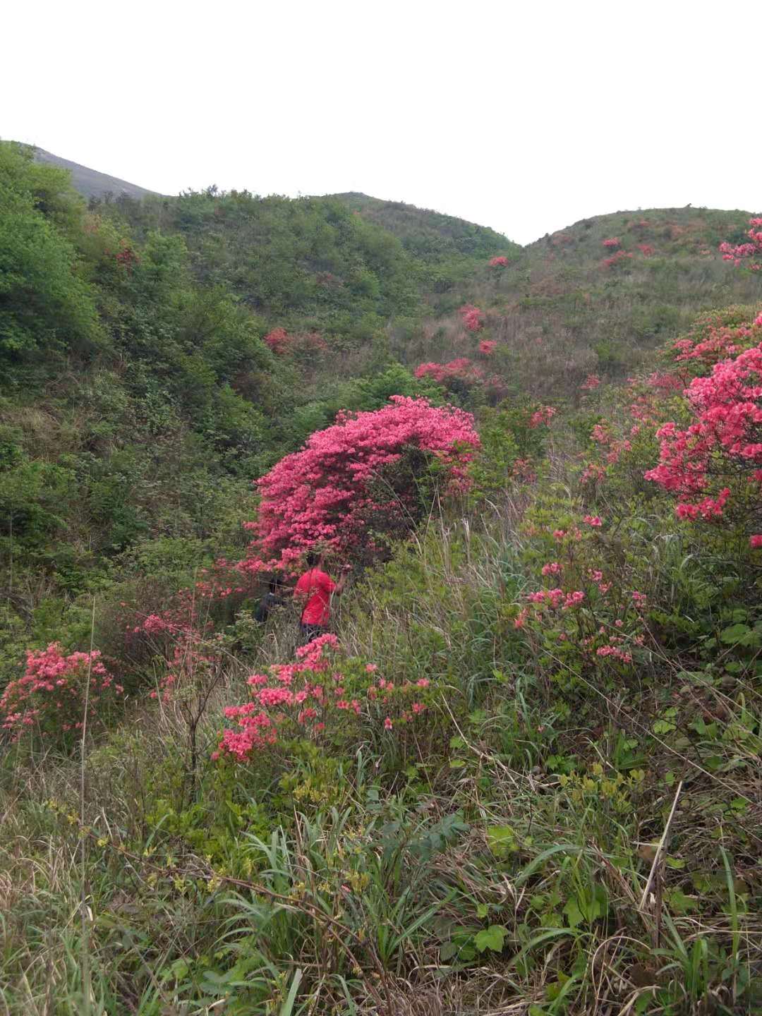 映山紅圖片/映山紅樣板圖 (3)