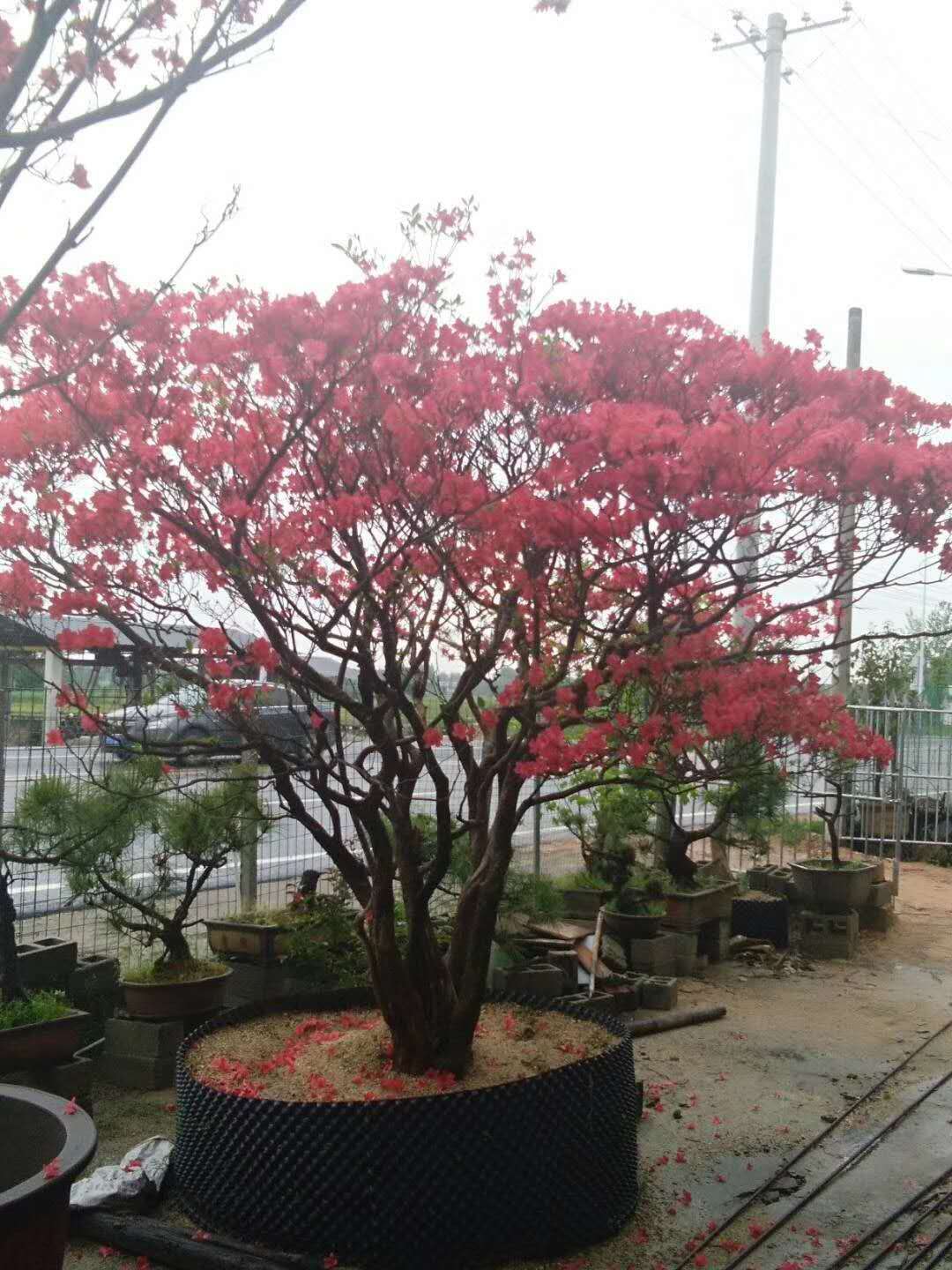 映山紅圖片/映山紅樣板圖 (2)