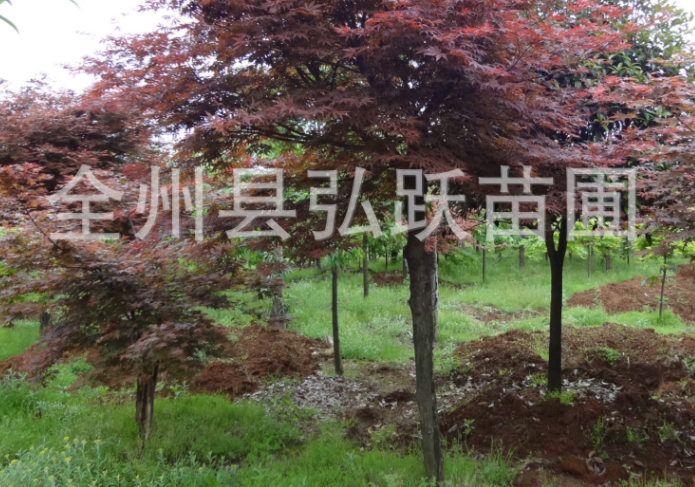 綠化苗木紅楓圖片/綠化苗木紅楓樣板圖 (3)