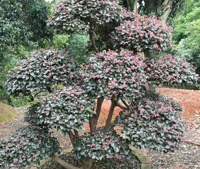 紅繼木圖片/紅繼木樣板圖 (1)