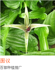 湖南百部種苗 廣西百部種苗種產(chǎn)品求購湖北百部種苗種產(chǎn)品求購  四川百部種苗種產(chǎn)品求購  湖南 百部種苗種產(chǎn)品求購