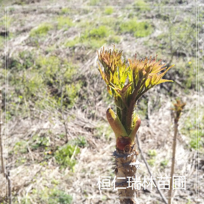 刺老包小苗云南红刺老包树苗 云贵川刺老包树苗 刺老包苗 刺老包小苗