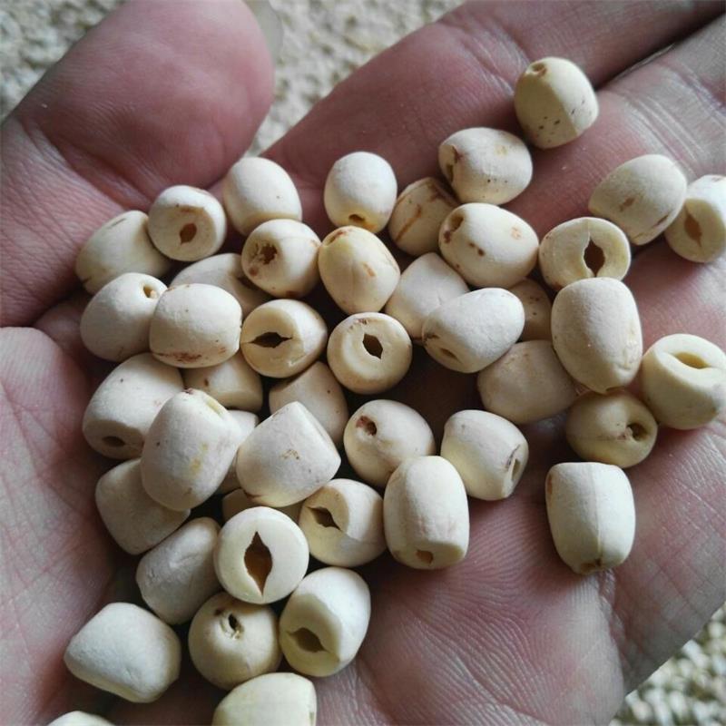 磨皮白蓮圖片/磨皮白蓮樣板圖 (2)