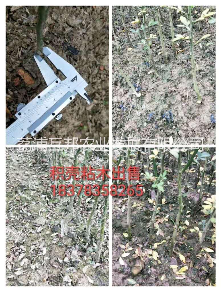 茂谷柑圖片/茂谷柑樣板圖 (4)