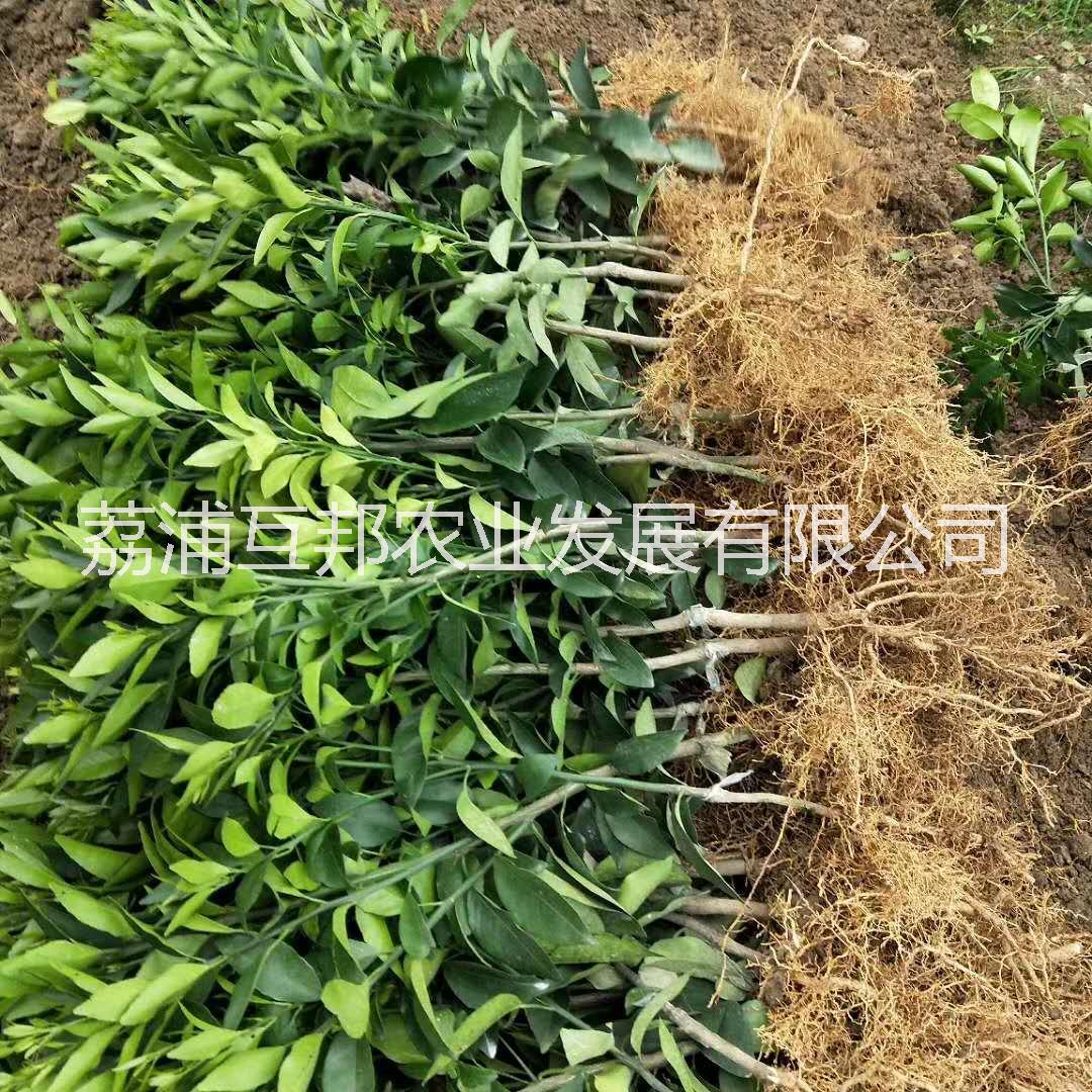 沃柑苗沃柑苗 沃柑苗种植技术 沃柑苗种植基地 广西沃柑苗 桂林沃柑苗