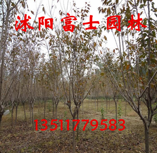 櫻花圖片/櫻花樣板圖 (4)