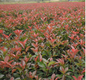 紅葉石楠哪家好