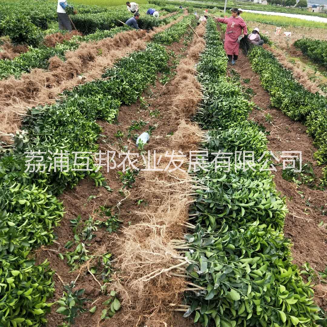 砂糖橘苗 廣西砂糖橘苗 桂林砂糖 砂糖橘苗批發(fā)熱線