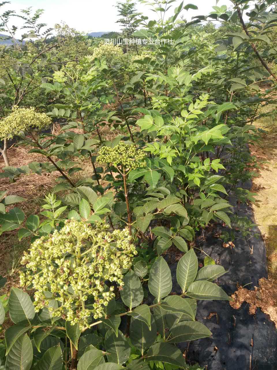 吳茱萸圖片/吳茱萸樣板圖 (4)