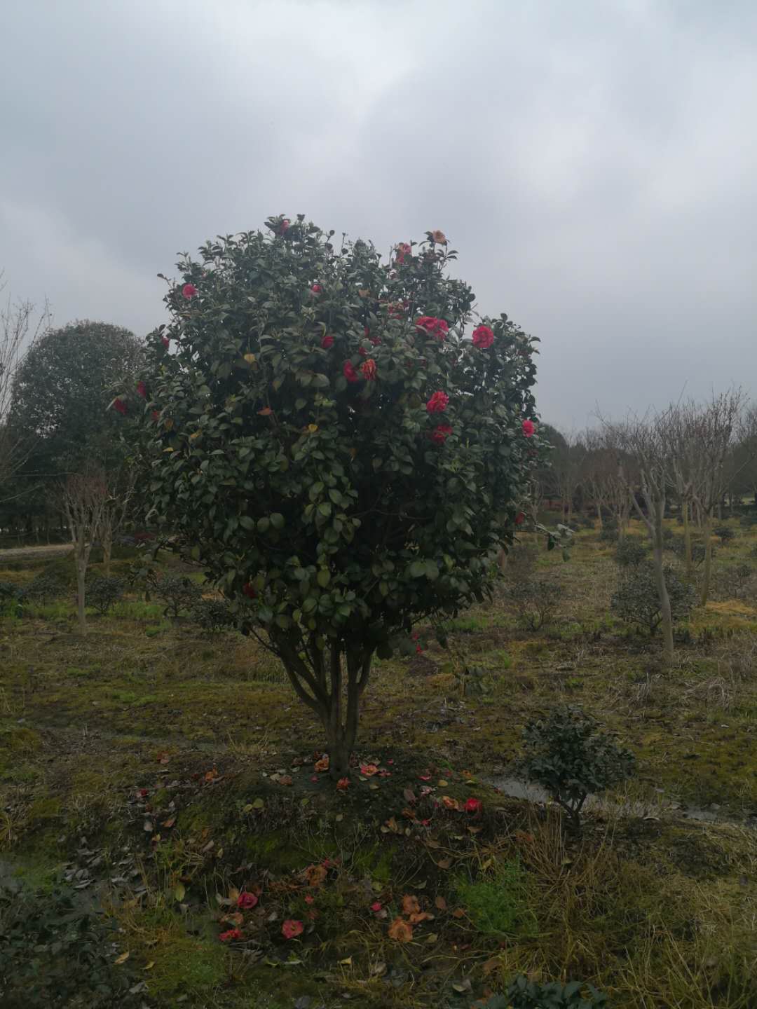 茶花圖片/茶花樣板圖 (4)