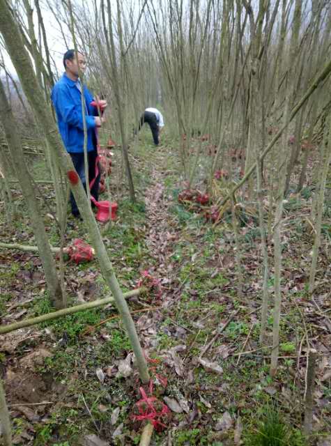 无患子_江西无患子_各种规格无患子_九江无患子种植基地图片