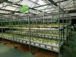 邯郸市种植温室大棚骨架加工厂家供应种植温室大棚加工_温室大棚厂家_温室大棚加工_温室大棚价格 种植温室大棚骨架加工