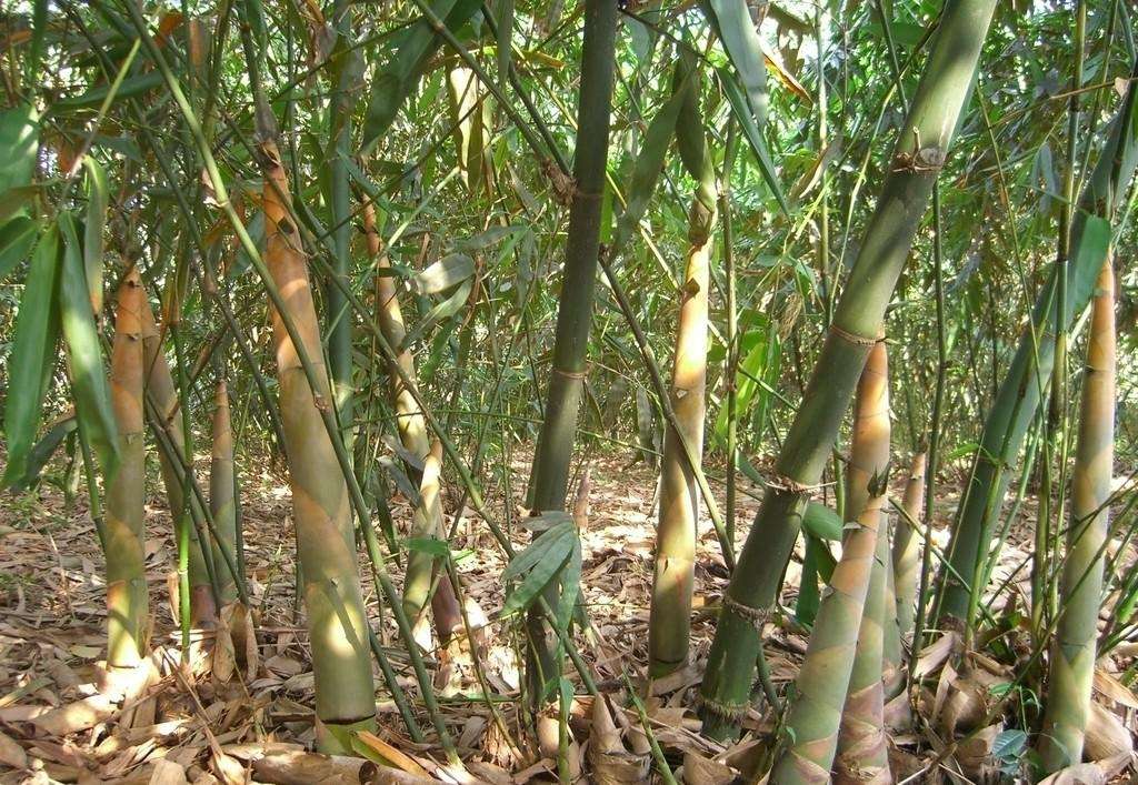 廣東竹筍苗圖片