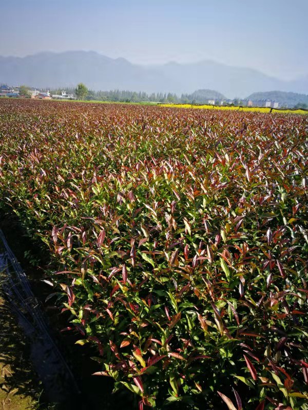 紫娟茶苗供應(yīng)商圖片/紫娟茶苗供應(yīng)商樣板圖 (4)